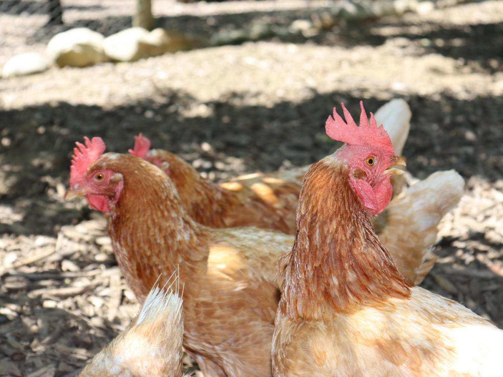 La Ferme Guest Farm - Hot Tubs Βίλα Franschhoek Εξωτερικό φωτογραφία